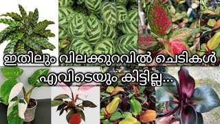 calatheaphilodendronaglonema  online sale  low cost plants  kodungallur  Video235 [upl. by Hadias]