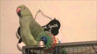 Indian Ringneck Parrot 1 yr talking [upl. by Stubbs]