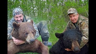 Manitoba Bear Hunt 2 400lb Bears [upl. by Juliette878]