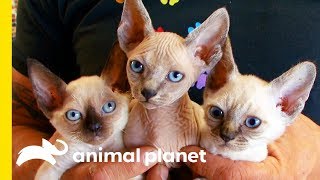 This Cat Breed Looks Like A Kitten For Its Whole Life  Cats 101 [upl. by Animehliw]