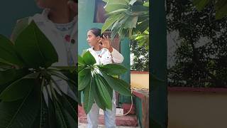 गमले में कटिंग से चंपा कैसे उगाऐ grow beautiful plumeria plant from cuttingshortsmyvillagelife [upl. by Kilk402]