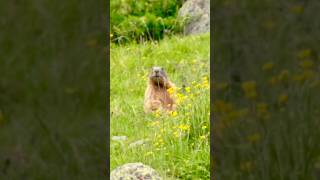 Quanto vive una marmotta marmot marmotte animals wildlife travel nature alps hiking vlog [upl. by Anitel]