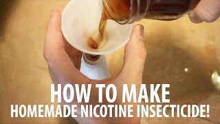 Homemade Insect Spray How To Make Nicotine Insecticide [upl. by Atnas]