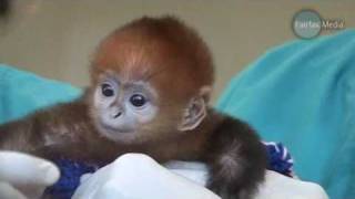 Baby Monkey Francois Langur [upl. by Cordie]