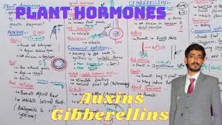 Plant hormones Auxins and Gibberellins  Chapter 17  Biology 12th lecture 4 [upl. by Esyned]