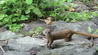 먹이찾는 족제비 Looking for prey Weasel 觅食的黄鼠狼） [upl. by Michaele174]