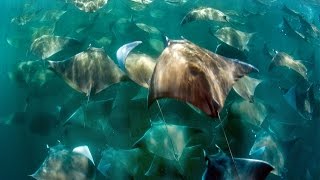 Stingray Migration Swarms Couple In Mexico [upl. by Stein]