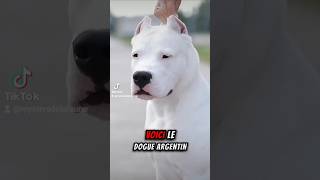 Voici le Dogue Argentin  dogueargentin chien molosse canin dog groschien [upl. by Zobias]