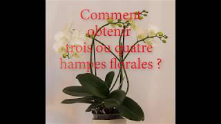 Orchidées Comment obtenir plusieurs hampes floralescomment faire refleurir une orchidée [upl. by Naraa669]