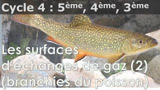 SVT  Cycle 4  Branchies des poissons surfaces déchanges de gaz [upl. by Rekrap]