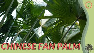 CHINESE FAN PALM Information and Growing Tips Livistona chinensis [upl. by Refinney478]