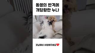 개빡친 동생에 쫀 누나 😨 말티푸 강아지 쇼츠 [upl. by Hnahk]