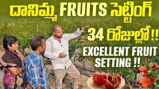 దానిమ్మ Fruits సెట్టింగ్ 34 రోజుల్లోExcellent fruit settingpomogranate farming horticulture [upl. by Alphonsa]