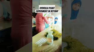 Botany lab hydrilla plant experiment photosynthesis newsong song [upl. by Perreault]