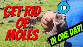 How to Quickly Catch a MOLE in One Day  Easy with NO TRAPS [upl. by Dlabihcra]