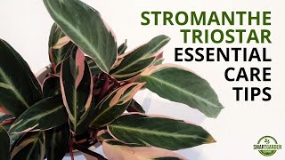 Stromanthe Triostar Care  Complete Guide To Growing Stromanthe sanguinea Triostar [upl. by Subir]