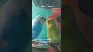 Budgies feeding each other 🐦 🍽 [upl. by Enined]