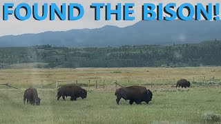 The Grand Tetons amp Finally Some Bison [upl. by Lynnea]