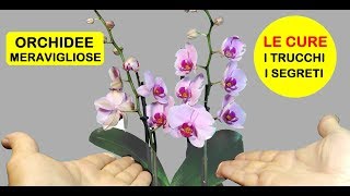 ORCHIDEE COME CURARLE annaffiarle concimarle potarle e lesposizione [upl. by Zacek]