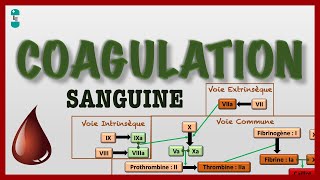 Coagulation Sanguine ou Hémostase et sa Cascade  voie intrinsèque extrinsèque commune [upl. by Noeruat]