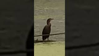 Doublecrested cormorant hunting in the rain nature birds [upl. by So]