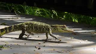 Juvenile American Alligator Walking Tall ABNC [upl. by Atiana]