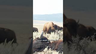 Harvesting BISON Field To Butcher [upl. by Ennovad]