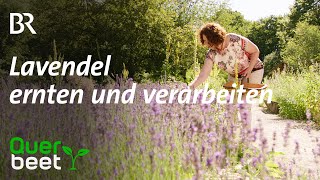 Lavendel Schneiden ernten verarbeiten [upl. by Haleemaj319]