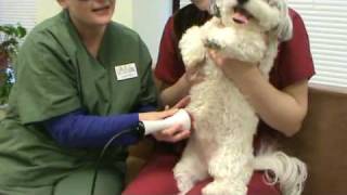 Companion Animal Therapy Laser Demonstration [upl. by Asilrahc130]