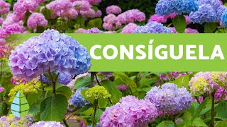 HORTENSIA AZUL 💐 Cómo Conseguirla y Cuidados [upl. by Tressia]