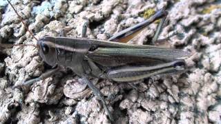 Twostriped Grasshopper Acrididae Melanoplus bivittatus Female [upl. by Lucic743]