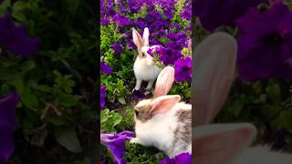 Cute baby rabbit’s enjoy purple Surfinia plants viralvideo rabbit bunnybaby pets petlovers [upl. by Ayekahs]