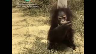 Orangutan Infant Redd Explores His Surroundings [upl. by Nwahsiek]