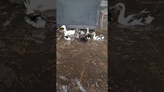 Post Hurricane Party storms ducksswimming [upl. by Kinnard152]