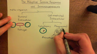 The Adaptive Immune Response and Immunosuppressants Part 1 [upl. by Creight443]