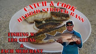 Catch and cook hybrid striped bass from Spruce Run Reservoir Clinton NJ [upl. by Gray743]