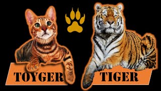 The Tigercat  TOYGER cat breed [upl. by Atiluap537]