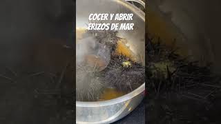 Cocer y Abrir ERIZOS DE MAR ¡Deliciosos Oricios [upl. by Naor]