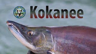 Colorados Kokanee Salmon Spawn [upl. by Aniluap]