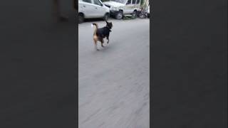 👺Jackie 🐕🧑‍🦯 vs 🐶bhootiya dog 😱 aur 👺 Jackie 🐶 vs langoor 🐒🙀 Jackie ki jungle mein running 😱 [upl. by Ambrosi423]