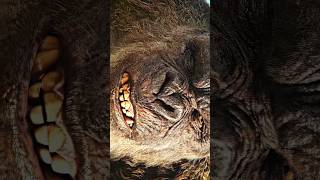 Godzilla x Kong The New Empire shorts ytshorts dance dancevideo [upl. by Pestana574]