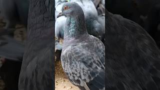 Birds Feeding ASMR birds pigeon shorts [upl. by Casmey]