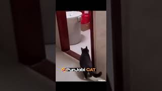 Bhangra Dance CAT 😂 shorts shortvideo shortsfeed shortsvideo [upl. by Anabahs]