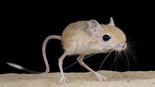 Um animal que se locomove pulando Jerboa [upl. by Klemens795]