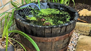 Homemade Outdoor garden barrel pond [upl. by Einatsed840]