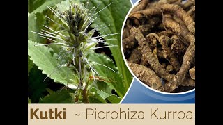 Picrorhiza kurroa kutki explain in detail explain all pharmacological points and properties [upl. by Palmer]