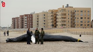 Une baleine séchoue sur une plage newyorkaise [upl. by Ariamoy]