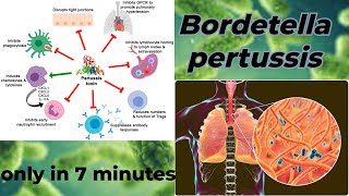 Bordetella microbiology lecture  Bordetella pertussis Easy Microbiology [upl. by Nylidnam]