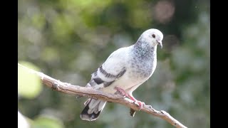 Como enseñar a volar a las palomas [upl. by Hayman]