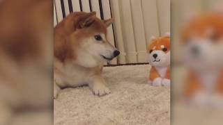 柴犬 shibainu  angry at talking toys [upl. by Nylknarf865]